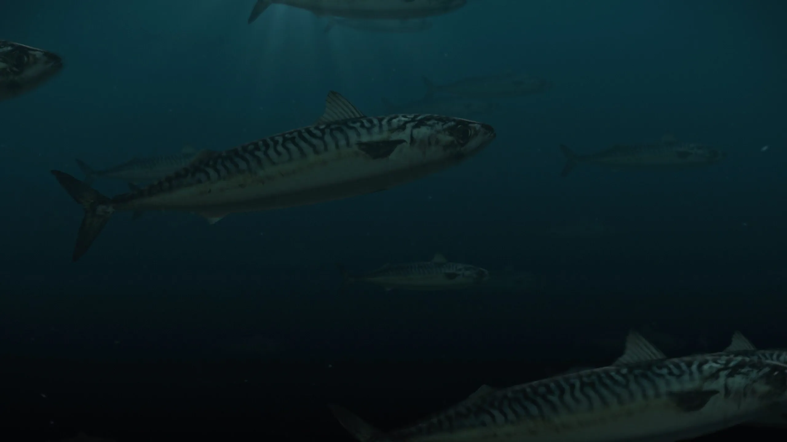 Seaby Fish Industry - Brandingfilm – Seaby Fiskeindustri trust the quality – from sea to table