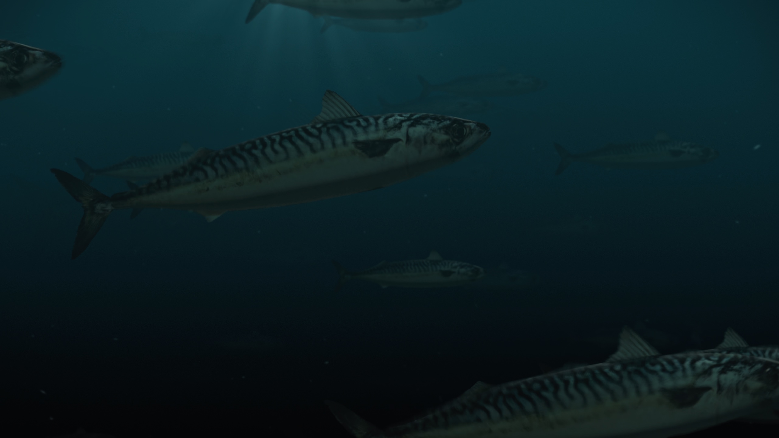 Seaby Fiske Industri - Brandingfilm by Interfilm Productions