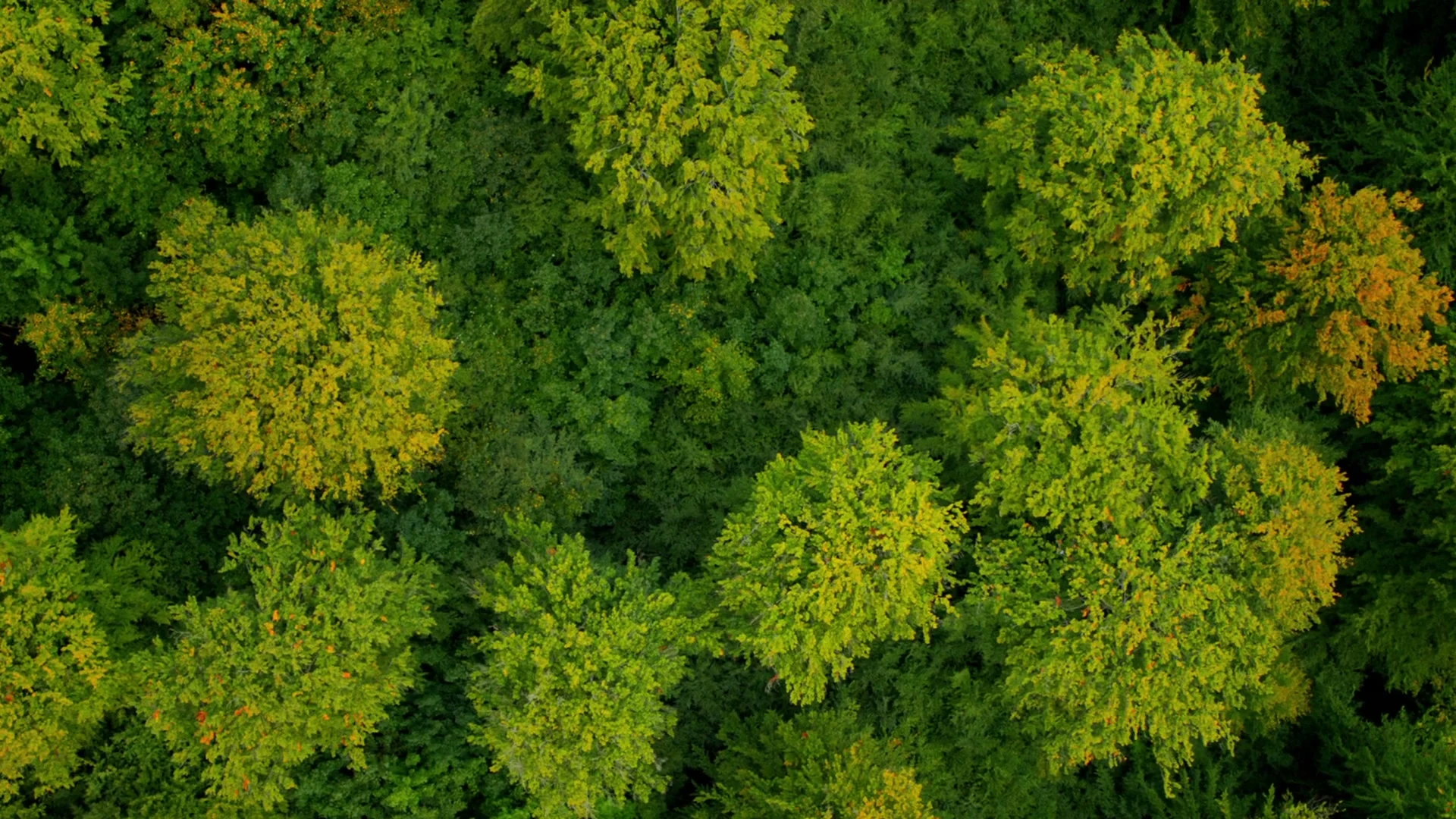 National Geographic Channel - فيديو وثائقي by Interfilm Productions