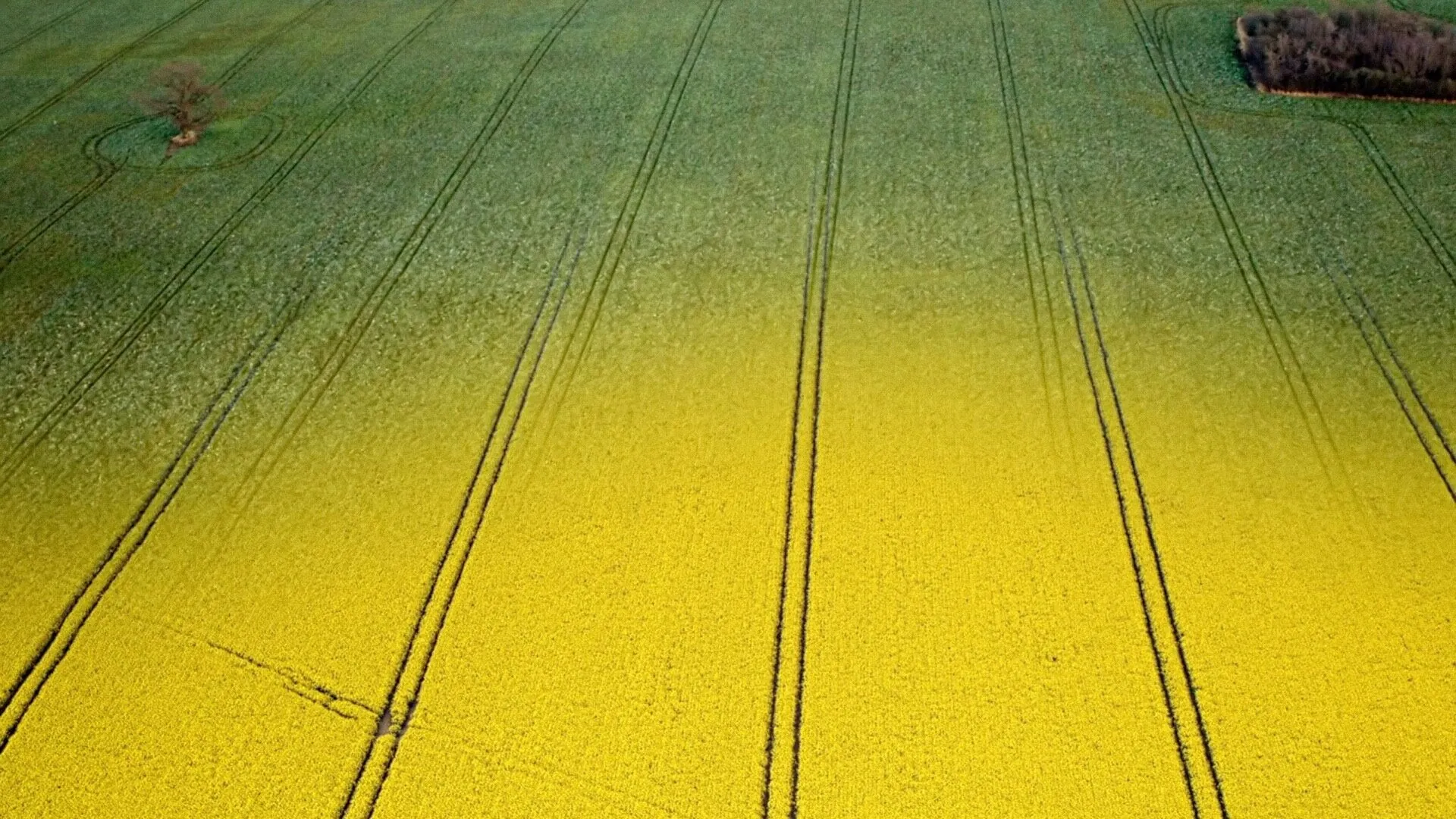 Bornholm Rapsolie - National Geographic Channel - photo 4