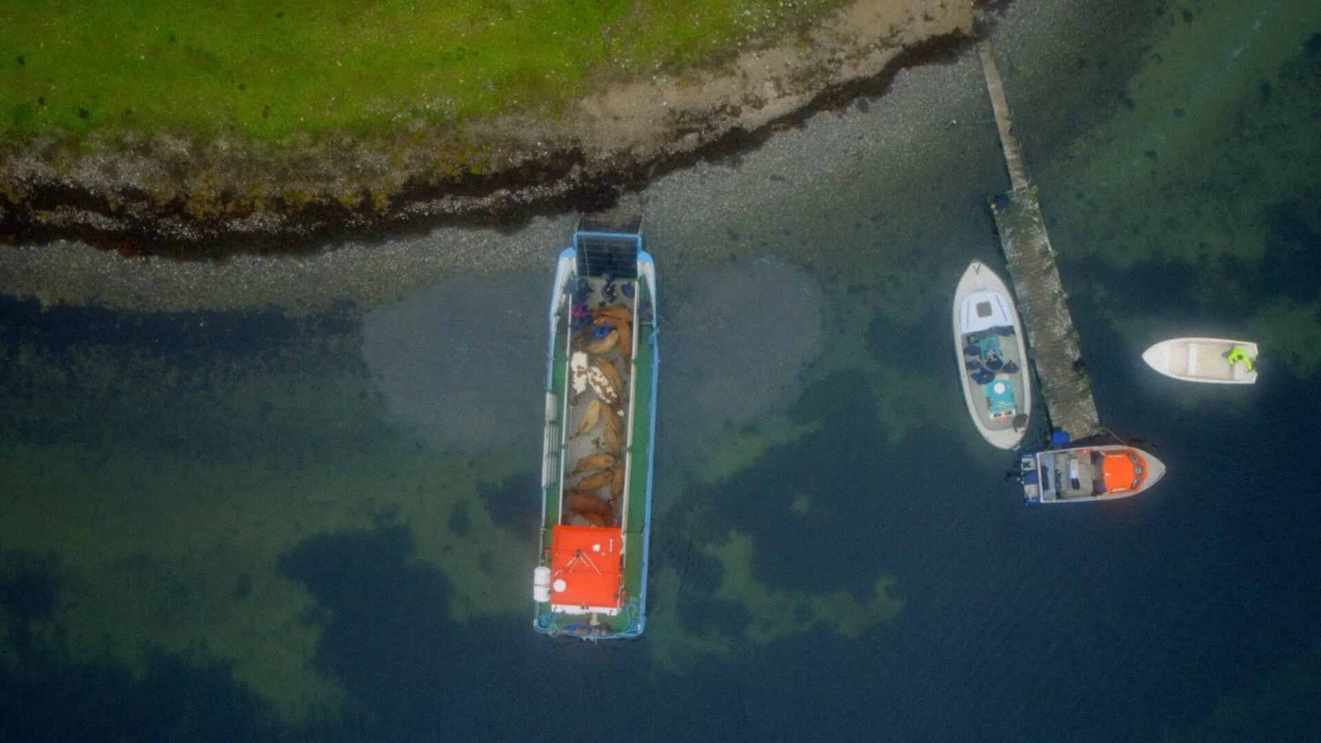 Ærø og Birkholm - National Geographic Channel – Ærø og Birkholm - National Geographic Channel documentary video still 10