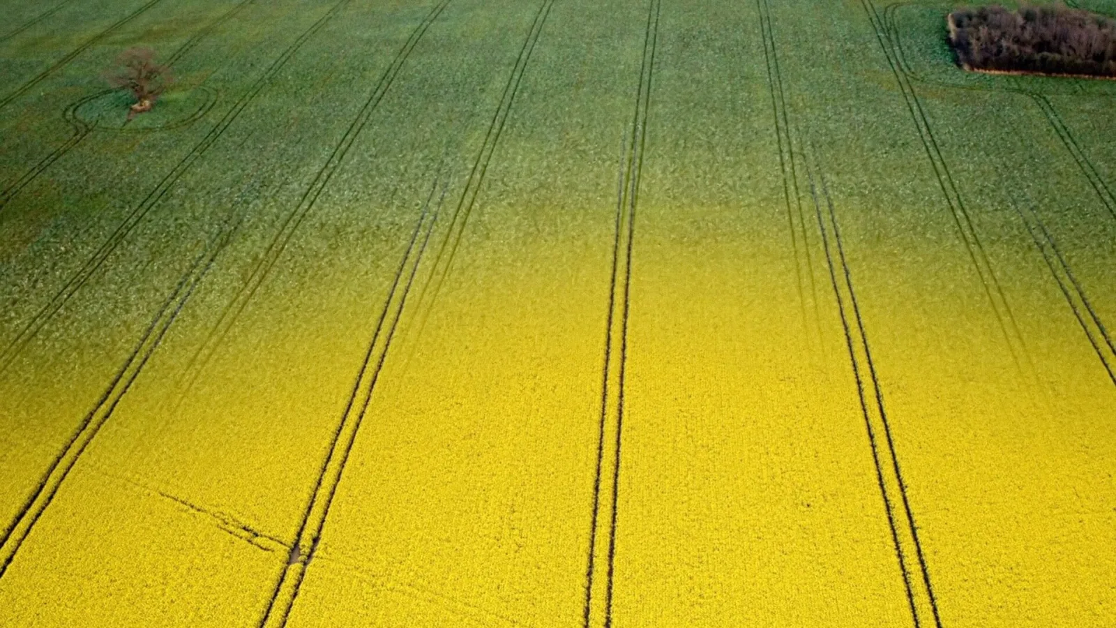 Bornholm Rapsolie - National Geographic Channel - photo 3