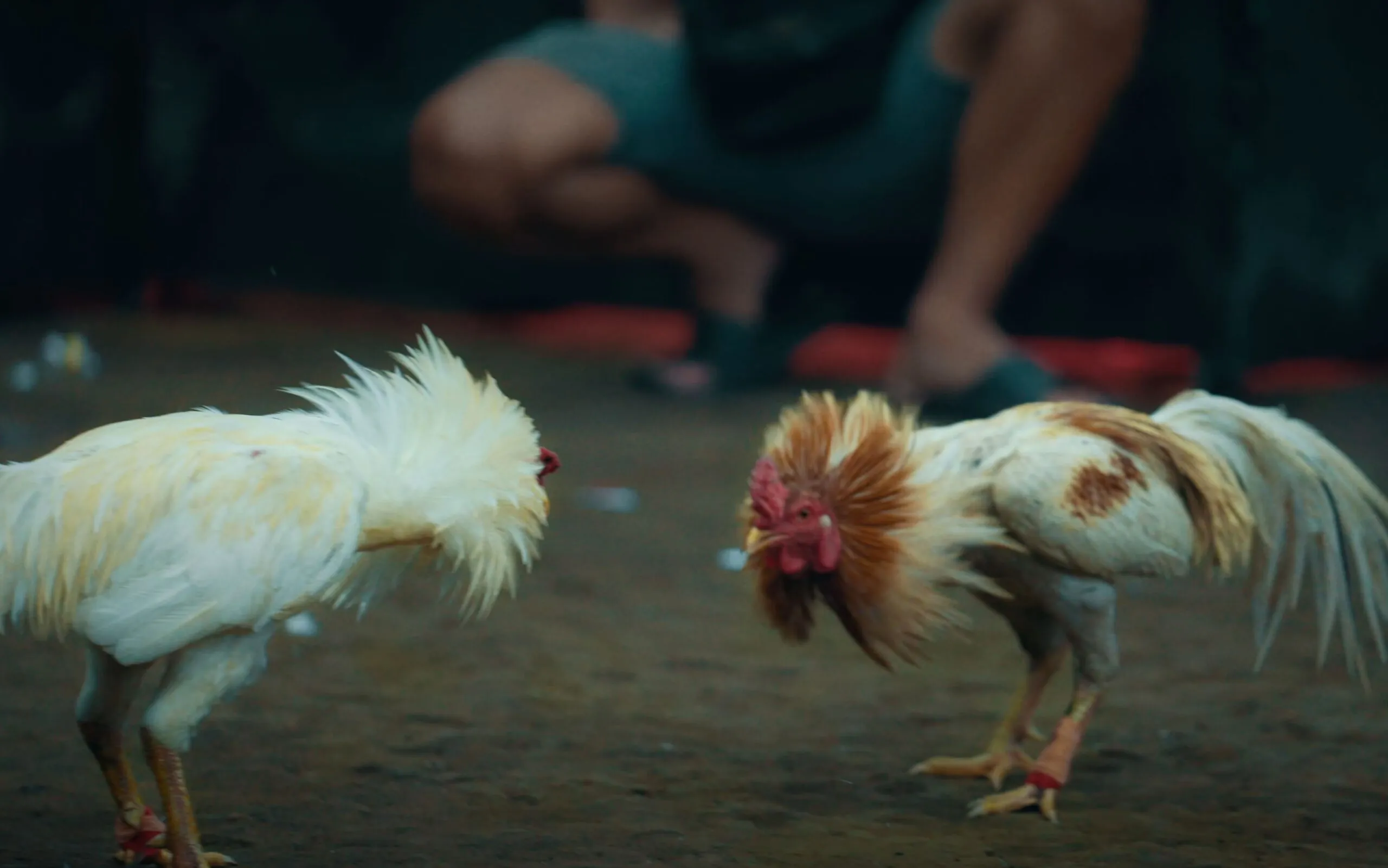 Branco Yeh - photo 1