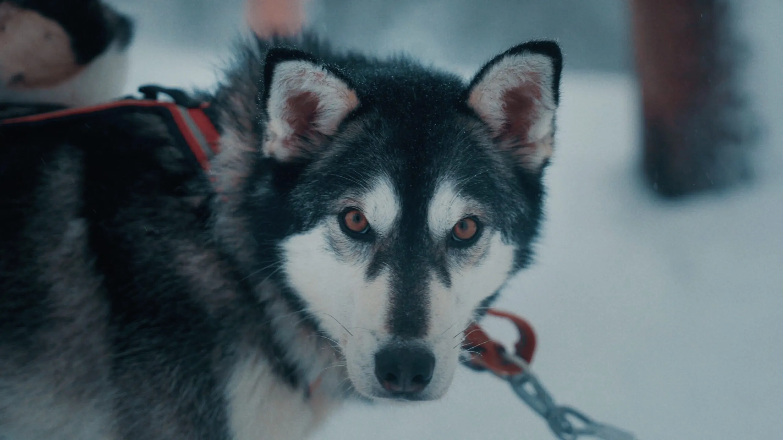 Når verden vælter - photo 2